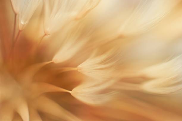 istock Autumnal background. Soft abstract gradient background, faded plant. 2160399599