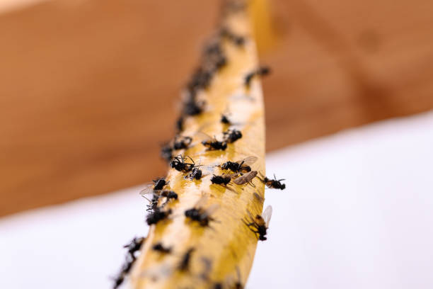 istock Fly glue, insects caught on a glue trap close up 2160399736