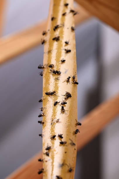 istock Hanging flypaper, glue trap covered with insects 2160399826