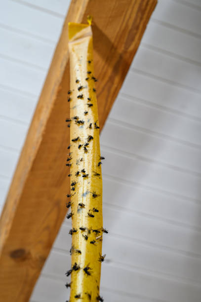 istock Effective hanging flypaper, insects attached to the glue 2160399862