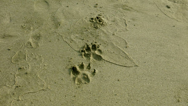 istock Dog footprints on the beach. 2160407425