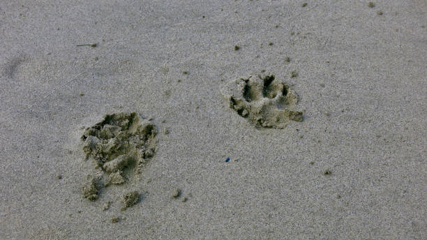 istock Dog footprints on the beach. 2160407428