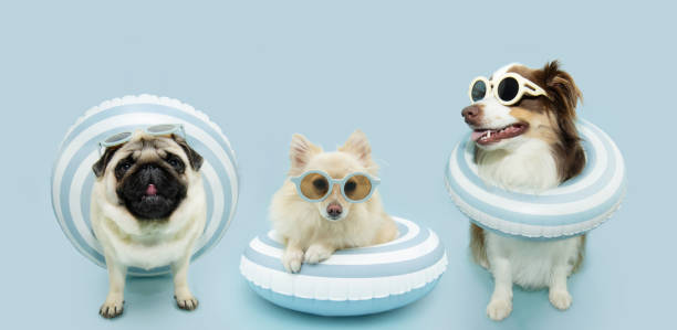 istock Summer banner. Three dogs inside of a infltable ring going on vacations. Isolated on blue pastel background 2160408015