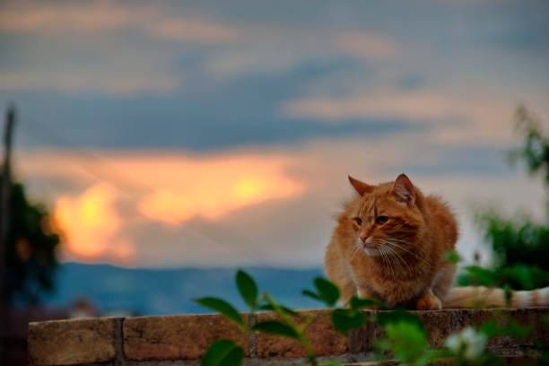 orange cat against a sunset sky with orange clouds