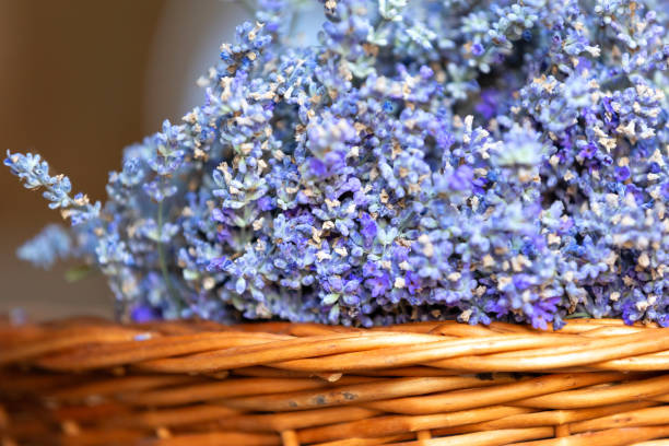 Basket with lavender flowers close-up. Aromatherapy