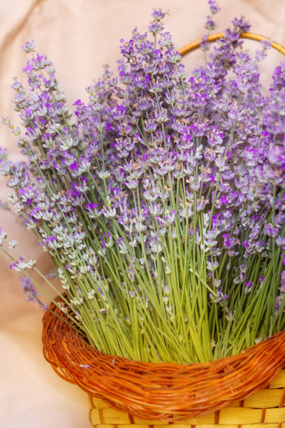 istock Basket with lavender flowers top view 2160409838