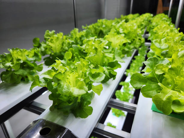 istock Vegetable Grow with LED Light Indoor Farm Agriculture Technology 2160410395