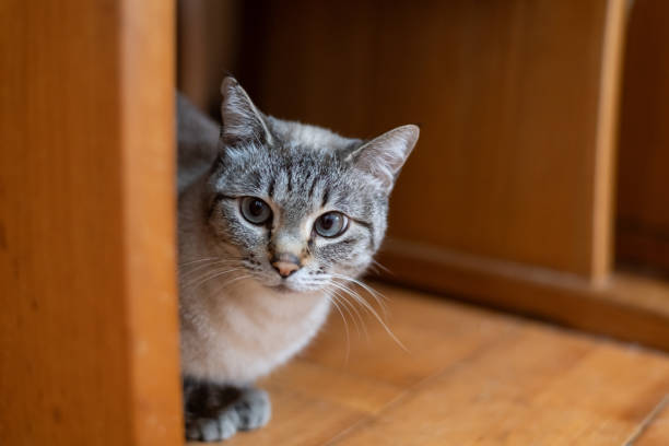 istock cat hiding under the chair 2160411697