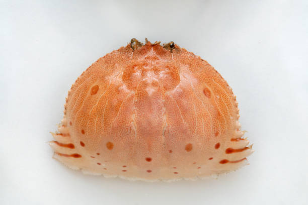 Beautiful crab shell isolated on white background