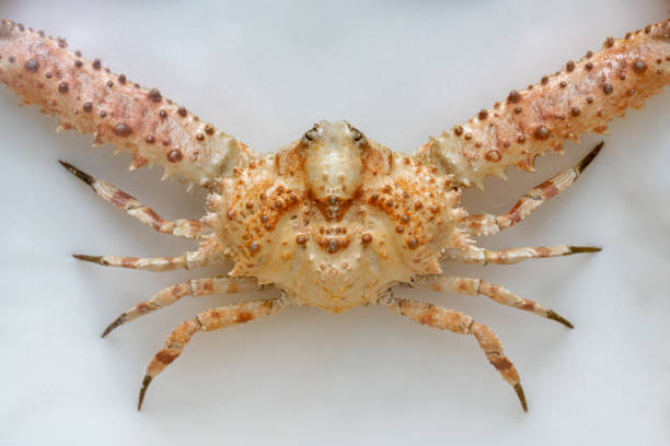 istock Beautiful crab shell isolated on white background 2160412570
