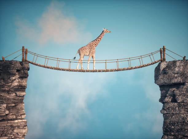 The giraffe crossing a bridge suspended between two rocks high in the sky.