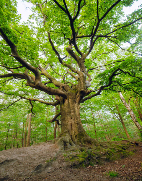 istock Majestic Gigantic Beech Tree with Moss-Covered Roots in Spring Forest 2160416476