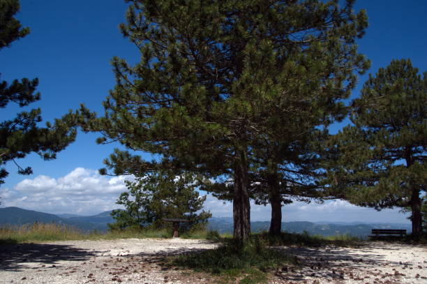 view of mountains panorama through pine trees