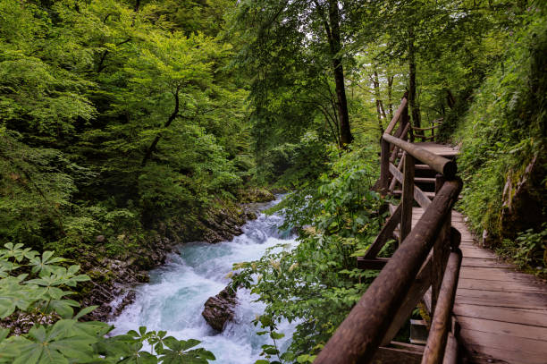 istock Walking path in the forest along a mountain river. Vintgar Gorge, Slovenia 2160416689