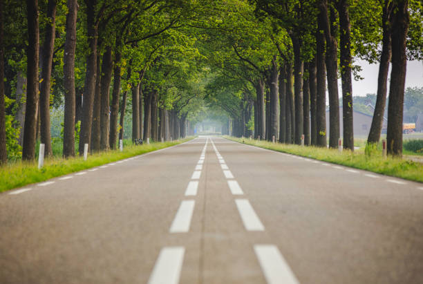 Cobblestone Road with Chestnut Trees on Both Sides