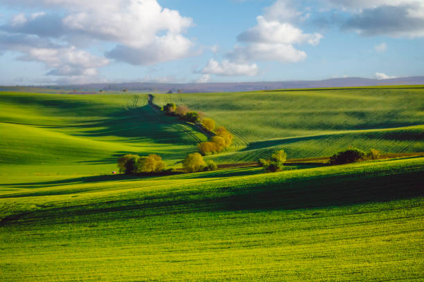 istock Nature rural landscape spring agriculture texture background view with green rolling waves hills, yellow canola flower fields and blossoming spring trees highlighted by setting sun lights in South Moravian Region, Brno, Czech Republic during sunset 2160416953