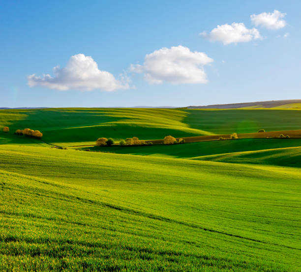 istock Nature rural landscape spring agriculture texture background view with green rolling waves hills, yellow canola flower fields and blossoming spring trees highlighted by setting sun lights in South Moravian Region, Brno, Czech Republic during sunset 2160417124