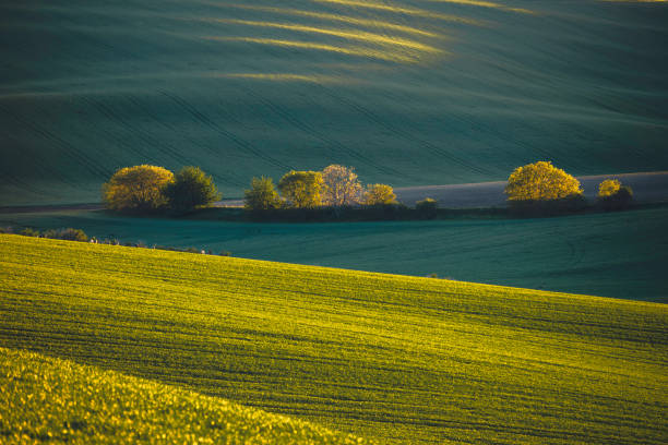 istock Nature rural landscape spring agriculture texture background view with green rolling waves hills, yellow canola flower fields and blossoming spring trees highlighted by setting sun lights in South Moravian Region, Brno, Czech Republic during sunset 2160417348