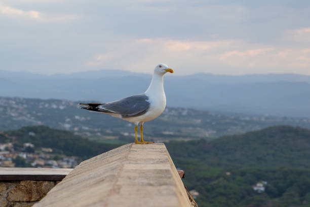 Graceful seagull soaring above the ocean waves
