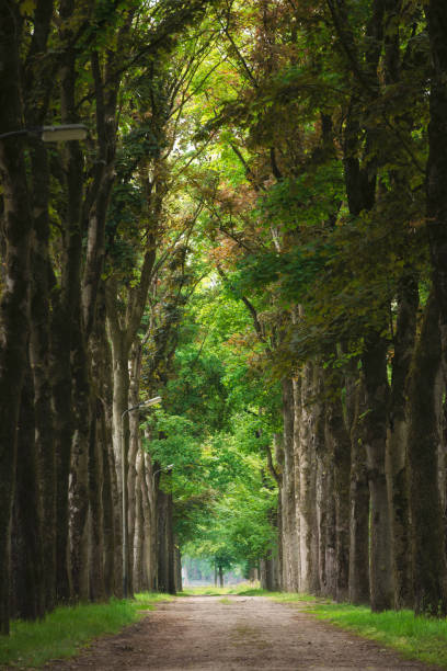 istock Magical forest path and tree tunnel at sunrise on spring 2160418387