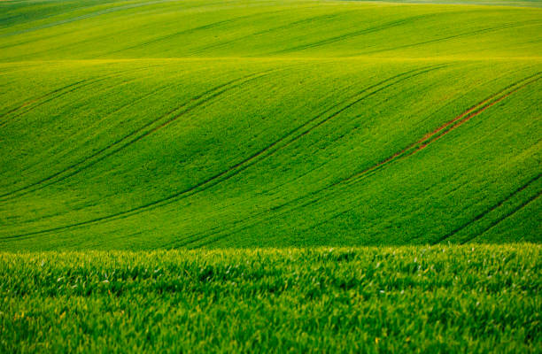 An amazing fairy-like minimalistic landscape featuring the rolling green fields of South Moravia, Czech Republic, on a serene morning. The waves of the hills and the tractor traces create an abstract nature background, reminiscent of the iconic Green Tuscany fields with sunlight while the sun is setting. This picturesque view captures the tranquil beauty and gentle curves of the landscape, making it a perfect representation of the region's enchanting countryside.