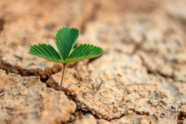 istock a green plant grows on arid and cracked land 2160419820