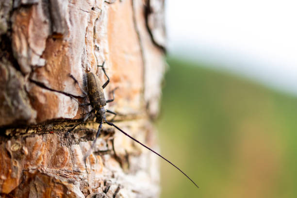 The beetle is sitting on the trunk of a tree. The beetle is black with large whiskers. wood pest