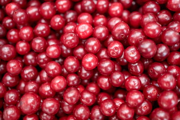 Red cherry berries in close-up. solid background of Chinese cherries, lots of berries