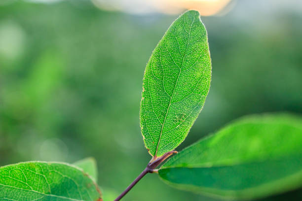 A leaf is shown in a green color. The leaf is very thin and has a lot of veins