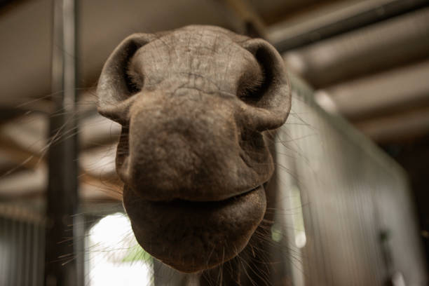 A donkey slowly walks through straw in a barnyard while other animals rest nearby