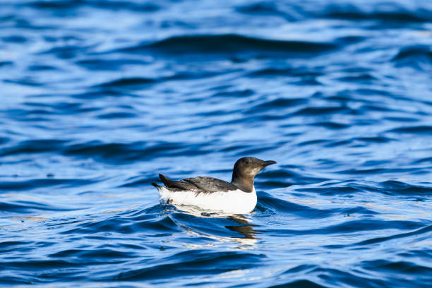 istock Thick-billed Murre winter plumage 2160420040