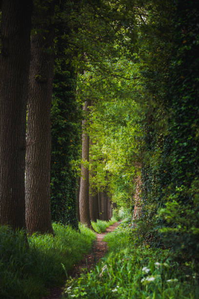 istock Magical forest path and tree tunnel at sunrise on spring 2160420083