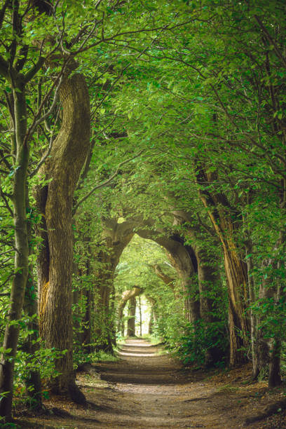 istock Magical forest path and tree tunnel at sunrise on spring 2160420138