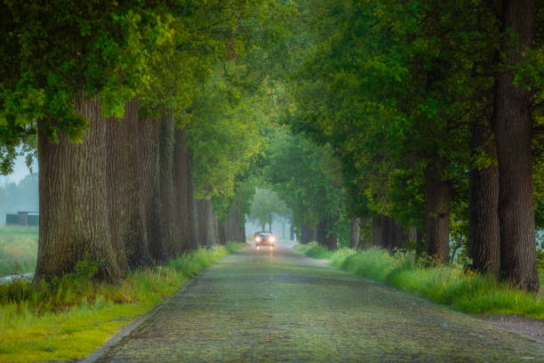 auto, das an einem nebligen und regnerischen tag in einem baumtunnel auf die straße kommt - tunnel-einfahrt stock-fotos und bilder