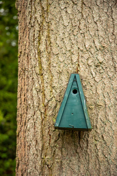 A front view inside the forest showcasing a wooden birdhouse attached to the trunk of a pine tree. This nest box serves as a bird feeder, providing shelter and food for both domestic and wild birds. The birdhouse is designed to preserve wild animals in environments where natural food sources are scarce, offering a safe nesting spot for birds.