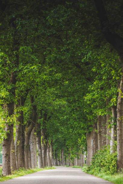istock Magical forest path and tree tunnel at sunrise on spring 2160421283