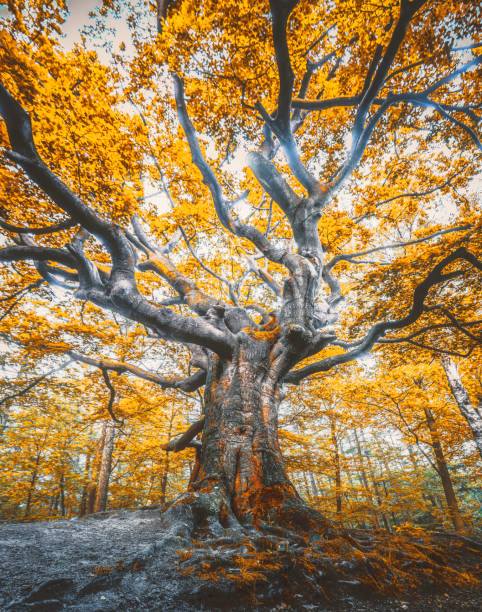 Majestic Gigantic Beech Tree with Moss-Covered Roots in AutumnForest
