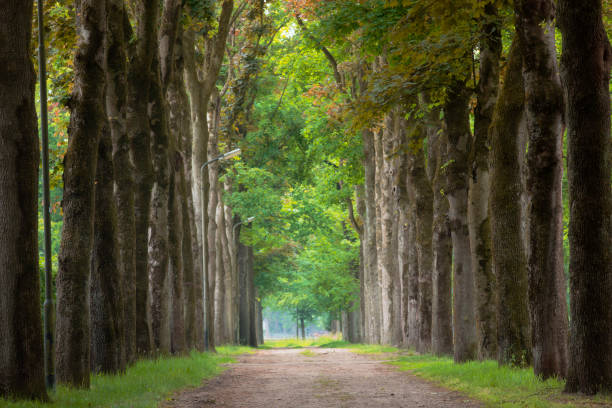 istock Magical forest path and tree tunnel at sunrise on spring 2160421407