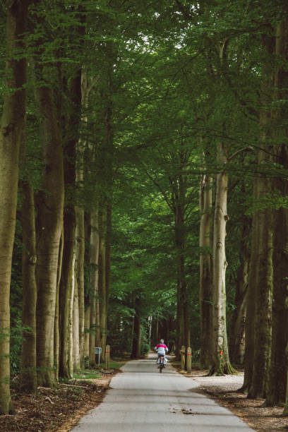 istock Magical forest path and tree tunnel at sunrise on spring 2160421663
