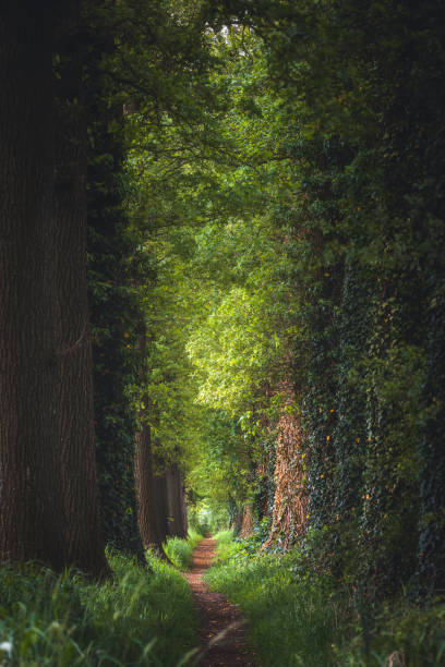 istock Magical forest path and tree tunnel at sunrise on spring 2160421824