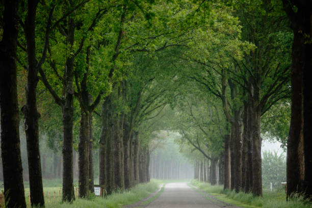 istock Magical forest path and tree tunnel at sunrise on spring 2160424039