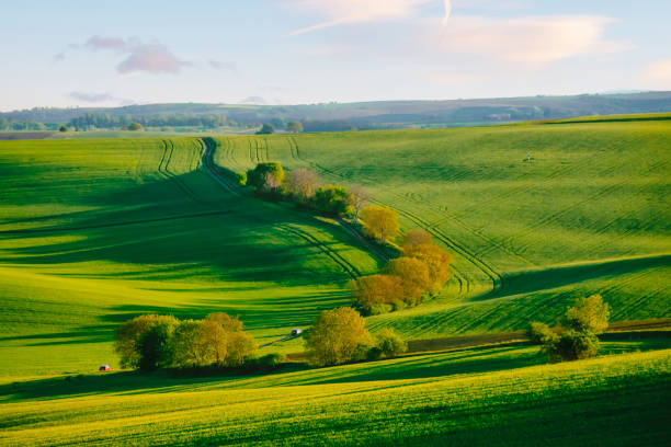 A stunning spring rural landscape in the South Moravian Region near Brno, Czech Republic. The scene captures the rolling waves of green hills and vibrant yellow canola flower fields against blue cloudy and sky. Blossoming spring trees are highlighted by the setting sun, creating a picturesque and serene agricultural texture background view. Abstract spring landscape, green grass fields and tractor tracks texture.