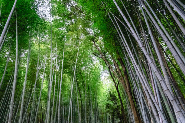 istock Kyoto, Japan 2160426098