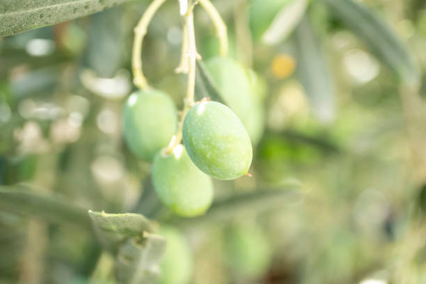 Olive tree with green ripe olives in an olive garden