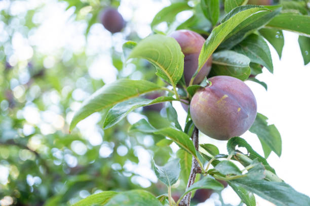 istock Growing plum on the branch 2160426287