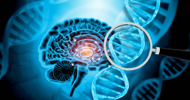 istock Human brain cross section with DNA , magnifying glass, brain examine concept 2160426719