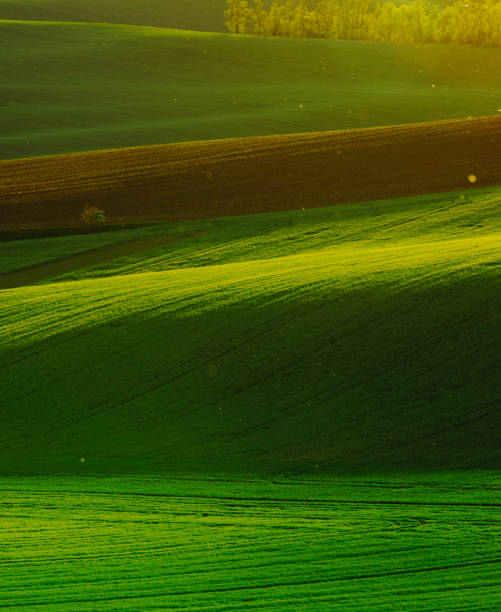 Fairy Minimalistic Landscape with Rolling Green Fields in South Moravia, Czech Republic