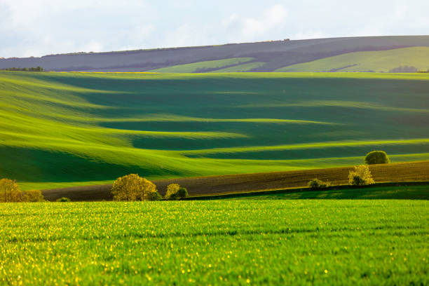istock Nature rural landscape spring agriculture texture background view with green rolling waves hills, yellow canola flower fields and blossoming spring trees highlighted by setting sun lights in South Moravian Region, Brno, Czech Republic during sunset 2160426988