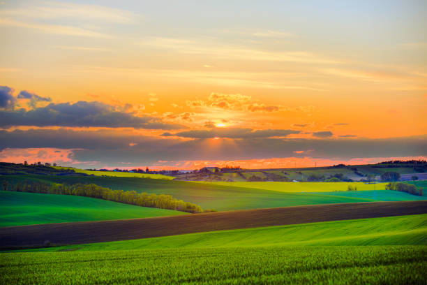 A stunning spring rural landscape in the South Moravian Region near Brno, Czech Republic. The scene captures the rolling waves of green hills and vibrant yellow canola flower fields against blue cloudy and sky. Blossoming spring trees are highlighted by the setting sun, creating a picturesque and serene agricultural texture background view. Abstract spring landscape, green grass fields and tractor tracks texture with sunlight and lens flares.