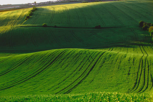 An amazing fairy-like minimalistic landscape featuring the rolling green fields of South Moravia, Czech Republic, on a serene morning. The waves of the hills and the tractor traces create an abstract nature background, reminiscent of the iconic Green Tuscany fields with sunlight while the sun is setting. This picturesque view captures the tranquil beauty and gentle curves of the landscape, making it a perfect representation of the region's enchanting countryside.